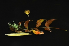 Blätter_unterwegs_10_20101030nr110a_www