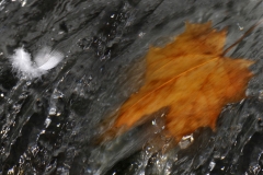 Blätter_unterwegs_17_laub_wasser_bewegung3_2a_www