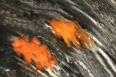 Blätter_unterwegs_19_laub_wasser_bewegung8a_www