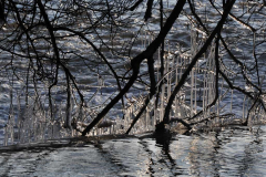 004_Eis-Schoenheiten_www