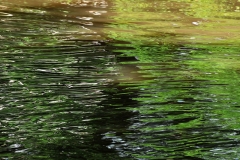 10_Fluss_Lahn_20100613nr039a_www
