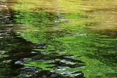 11_Fluss_Lahn_20100613nr040a_www