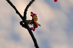 002_Kirschbluetenzeit-01_www