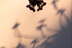 004_Kirschbluetenzeit-01_www