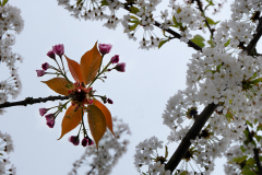 006_Kirschbluetenzeit-01_www