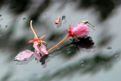 015_Kirschbluetenzeit-01_www