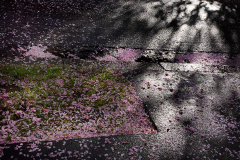 019_Kirschbluetenzeit-01_www