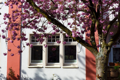 008-Kirschbluetenzeit-Architektur-02_www