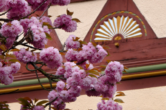 009-Kirschbluetenzeit-Architektur-02_www