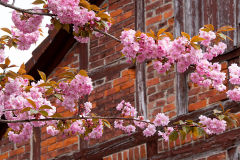 011-Kirschbluetenzeit-Architektur-02_www