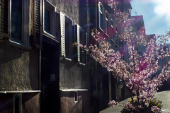 012-Kirschbluetenzeit-Architektur-02_www