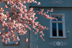 014-Kirschbluetenzeit-Architektur-02_www