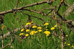 013_Loewenzahn_www