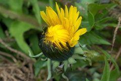 026_Loewenzahn_www