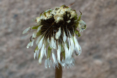 031_Loewenzahn_www
