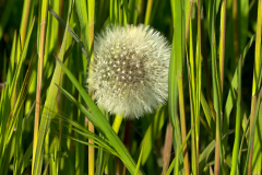 032_Loewenzahn_www