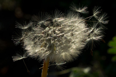 035_Loewenzahn_www