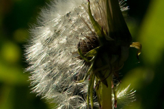 036_Loewenzahn_www