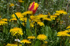 038_Loewenzahn_www