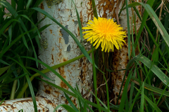 039_Loewenzahn_www