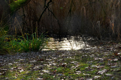 001_Pflanzliches_im_Eis_20191228nr0055a_www