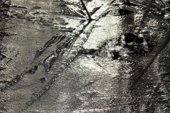 003_Pflanzliches_im_Eis_20191228nr0061a_www