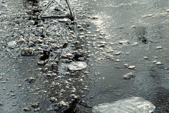 004_Pflanzliches_im_Eis_20191228nr0062a_www