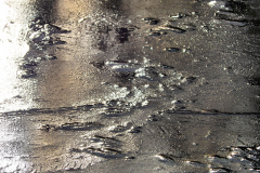 008_Pflanzliches_im_Eis_20191228nr0071a_www