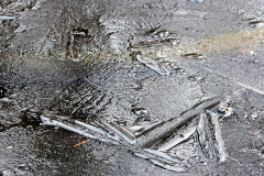 009_Pflanzliches_im_Eis_20191228nr0072a_www