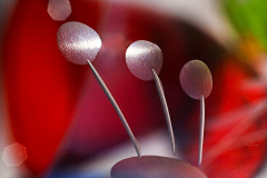 3_-Reflexio-In-Speculo_www